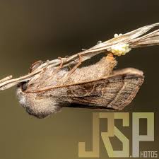 Attēlu rezultāti vaicājumam “Orthosia cerasi”