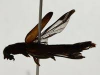 Attēlu rezultāti vaicājumam “Lymexylidae”