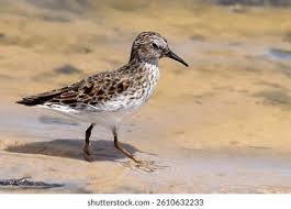 Image result for Calidris minutilla