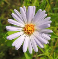 Attēlu rezultāti vaicājumam “Symphyotrichum x salignum flower”