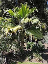 Attēlu rezultāti vaicājumam “Poa remota leaf”