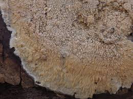 Attēlu rezultāti vaicājumam “Junghuhnia nitida”