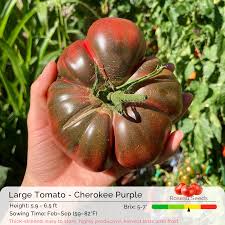 Afbeeldingsresultaat voor cherokee purple tomato