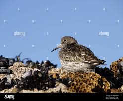 Attēlu rezultāti vaicājumam “Calidris maritima adult”