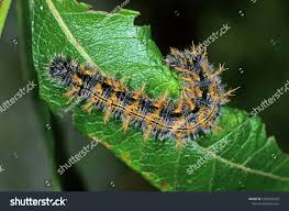 Attēlu rezultāti vaicājumam “Nymphalis polychloros”