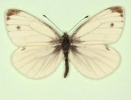 Attēlu rezultāti vaicājumam “Pieris napi female”