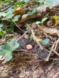 Attēlu rezultāti vaicājumam “Lycogala epidendrum aggr. spores”