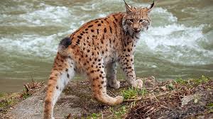 Image result for Lancashire Lynx