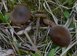 Attēlu rezultāti vaicājumam “Entoloma vernum”