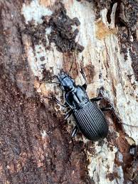 Attēlu rezultāti vaicājumam “Pterostichus niger”