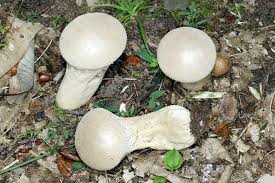 Attēlu rezultāti vaicājumam “Calvatia utriformis”