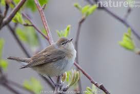 Attēlu rezultāti vaicājumam “Sylvia borin”