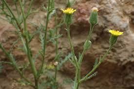 Attēlu rezultāti vaicājumam “Senecio viscosus flower”