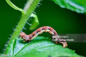 Attēlu rezultāti vaicājumam “Erannis defoliaria larva”