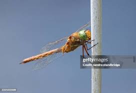 Attēlu rezultāti vaicājumam “Aeshna isoceles”