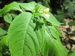 Attēlu rezultāti vaicājumam “Impatiens parviflora leaf”