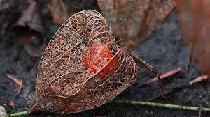 Image result for Lampionblume