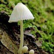 Attēlu rezultāti vaicājumam “Mycena epipterygia”