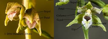 Attēlu rezultāti vaicājumam “Epipactis helleborine flower”