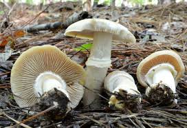 Attēlu rezultāti vaicājumam “Rozites caperata”