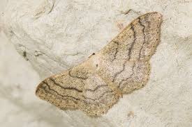 Attēlu rezultāti vaicājumam “Idaea aversata”