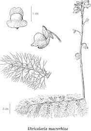 Attēlu rezultāti vaicājumam “Utricularia minor leaf”