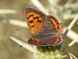 Attēlu rezultāti vaicājumam “Lycaena phlaeas”