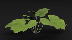 Attēlu rezultāti vaicājumam “Tussilago farfara leaf”