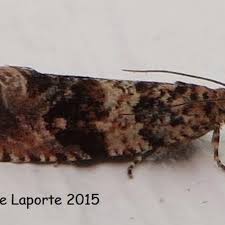 Attēlu rezultāti vaicājumam “Celypha siderana”