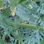 Attēlu rezultāti vaicājumam “Selinum carvifolia fruit”