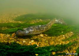 Image result for Petromyzon marinus