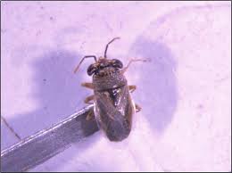 Attēlu rezultāti vaicājumam “Cribraria martinii macro”