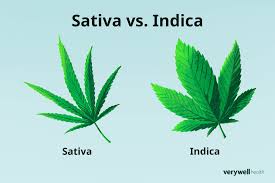 Attēlu rezultāti vaicājumam “Cannabis sativa”