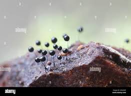 Attēlu rezultāti vaicājumam “Comatricha nigra young”