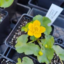 Attēlu rezultāti vaicājumam “Caltha palustris flower”