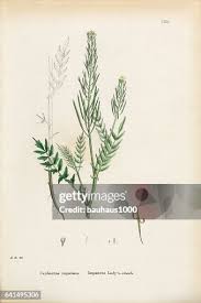 Attēlu rezultāti vaicājumam “Cardamine impatiens”