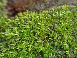 Attēlu rezultāti vaicājumam “Riccardia incurvata”