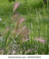 Attēlu rezultāti vaicājumam “Hordeum jubatum”