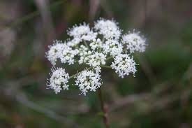 Attēlu rezultāti vaicājumam “Selinum carvifolia”
