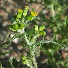 Attēlu rezultāti vaicājumam “Senecio vulgaris flower”