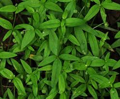 Attēlu rezultāti vaicājumam “Galium rivale leaf”