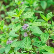 Attēlu rezultāti vaicājumam “Mentha arvensis flower”