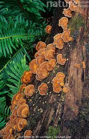 Attēlu rezultāti vaicājumam “Stereum fasciatum”