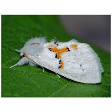 Attēlu rezultāti vaicājumam “Leucodonta bicoloria imago”