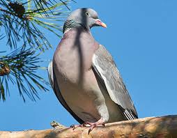 Attēlu rezultāti vaicājumam “Columba palumbus”