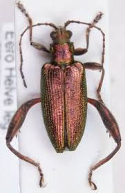 Attēlu rezultāti vaicājumam “Donacia dentata”