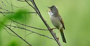 Attēlu rezultāti vaicājumam “Sylvia communis adult”