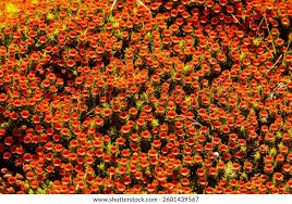 Attēlu rezultāti vaicājumam “Polytrichum piliferum sporophyte”