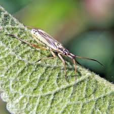 Attēlu rezultāti vaicājumam “Nabidae”