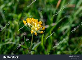 Attēlu rezultāti vaicājumam “Anthyllis vulneraria leaf”